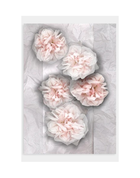 Cabbage Rose On Tissue