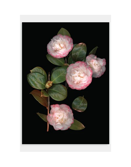 Pink Camelia On Black 