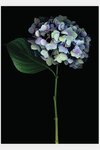 Hydrangea Stem